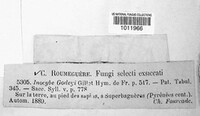 Image of Inocybe godeyi